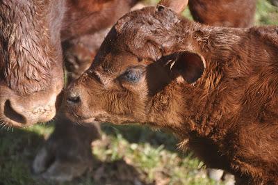 Welcome to the World, Baby Bull!