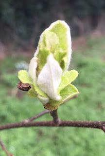 Tree Following - February 2016 Some Day My Quince Will Come
