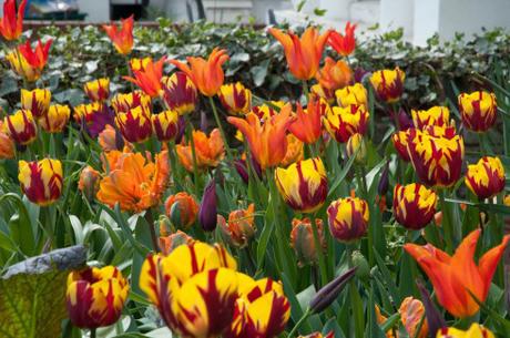Tulips in front garden