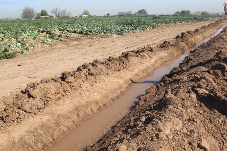 Where Your Winter Fruits and Vegetables Come From: A focus on Imperial Valley!