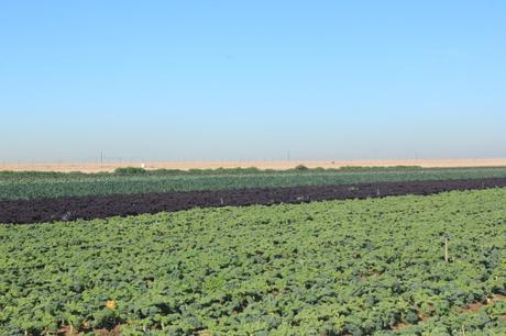 Where Your Winter Fruits and Vegetables Come From: A focus on Imperial Valley!