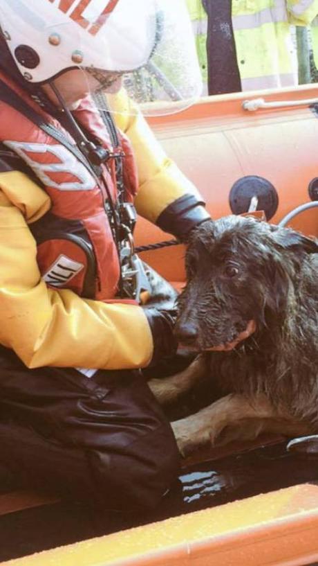 German Shepherd rescued a mile out to sea Photo courtesy of