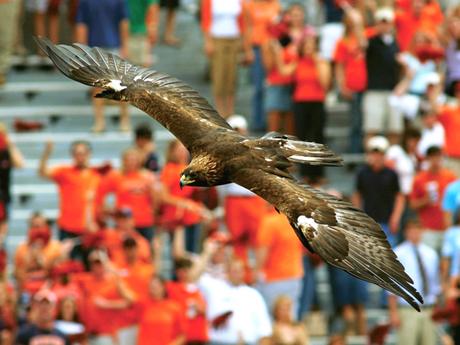 Auburn University bird War Eagle circling field before home football game