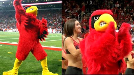Louisville University mascot Louie the Cardinal leading cheers on football field and getting back rub from cheerleader