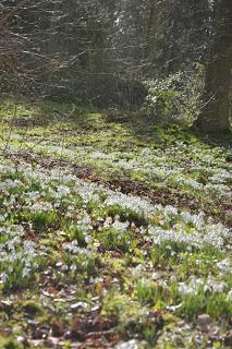 25 years of Hodsock snowdrops