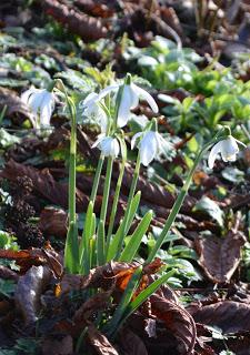 25 years of Hodsock snowdrops
