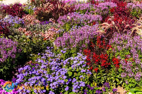 I’m Sailing Away on a Rhine River Cruise Flowers from the German flower festival.