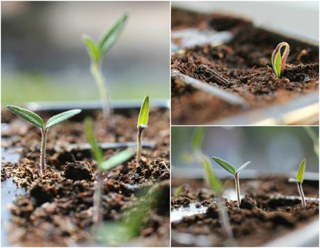 tomato seedlings 