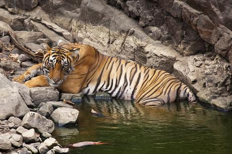 Ranthambore National Park – Project Tiger