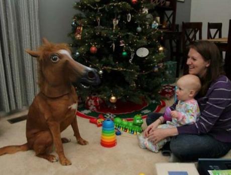 dogs that look like horses top 10 equestrian dogs that look like horses paperblog dogs that look like horses top 10 equestrian dogs that look like horses paperblog