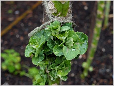 Brussels Sprouts: second-cropping