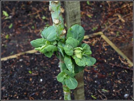 Brussels Sprouts: second-cropping