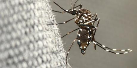 Mosquito-Borne Diseases and Insurance