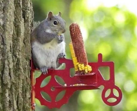 Tractor Squirrel Feeder