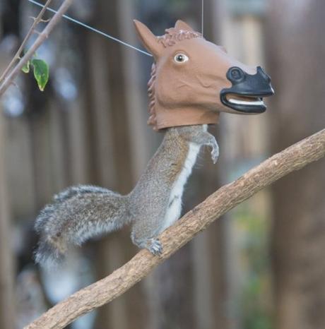 Horses Head Squirrel Feeder