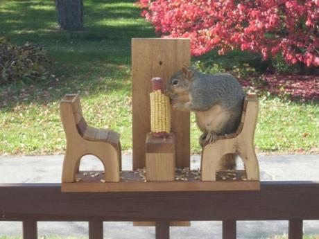 Picnic Table Squirrel Feeder