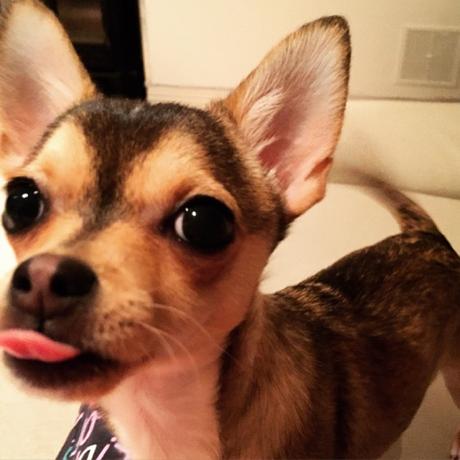 The Book of Us: Chapter 02 / Page 22 - Playful Puppy The Book of Us: Chapter 02 / Page 22 - Playful Puppy