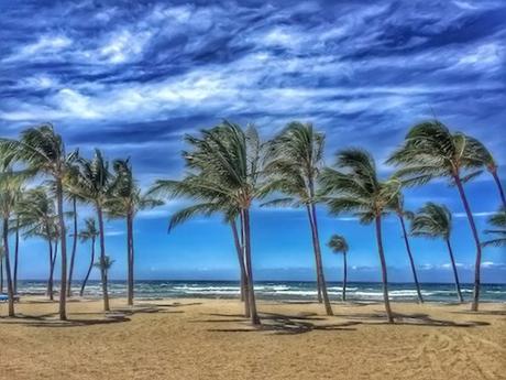 Paradise Palms © lynette sheppard