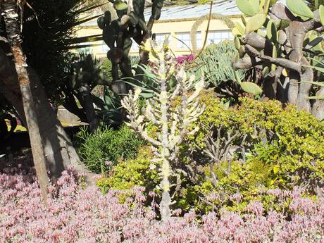 Xerophytes at Madeira Botanical Garden