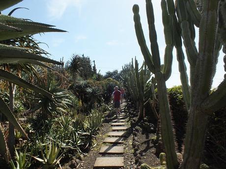 Xerophytes at Madeira Botanical Garden