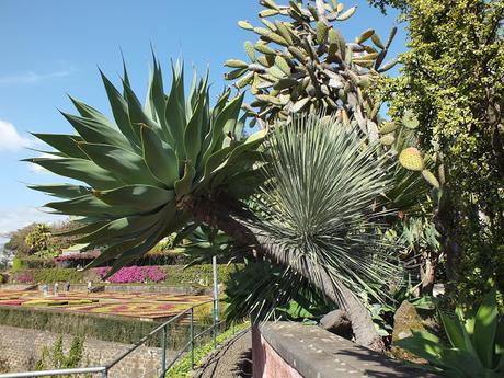 Xerophytes at Madeira Botanical Garden