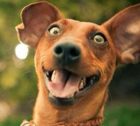 Top 10 Barking Mad Dogs With Crazy Faces