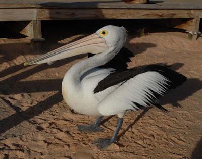 Western Australia, Part 2: Shark Bay--Dolphins, Pearls, Pelicans and More