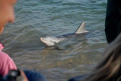 Western Australia, Part 2: Shark Bay--Dolphins, Pearls, Pelicans and More