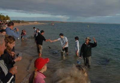 Western Australia, Part 2: Shark Bay--Dolphins, Pearls, Pelicans and More