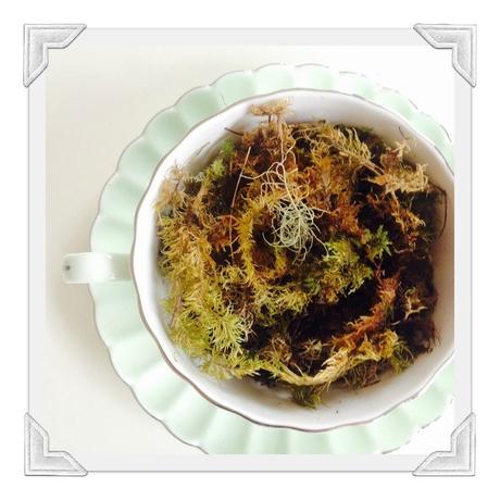 How to Make a Teacup Fairy Garden How to Make a Teacup Fairy Garden