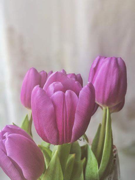Tulips & Sunshine Tulips & Sunshine
