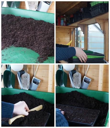 seed planting  - 'growourown.blogspot.com' ~ an allotment blog