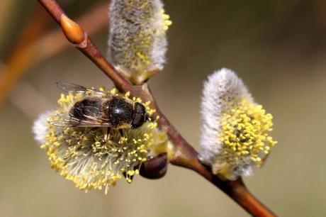 Salix caprea - Goat willow, Pussy Willow and Drone Fly