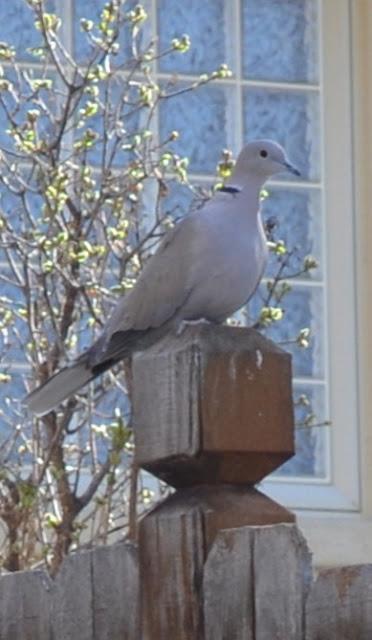 Ring Neck Dove Ring Neck Dove
