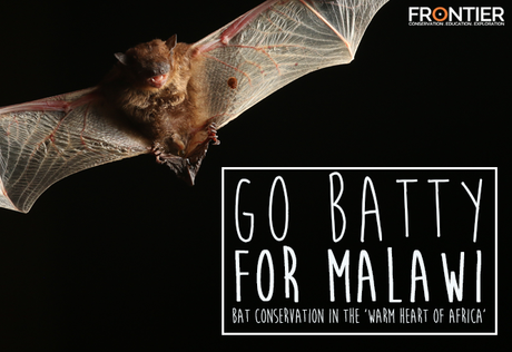 Go Batty For Malawi - Bat Conservation In The 'Warm Heart of Africa' Go Batty For Malawi - Bat Conservation In The 'Warm Heart of Africa'