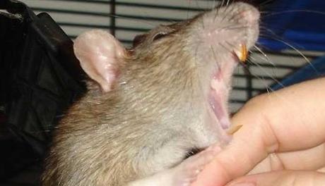 Rat Bites Rat Bites
