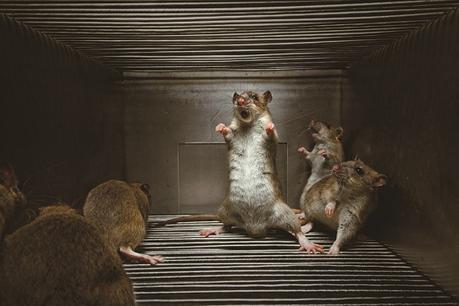 Rats Aggression Rats Aggression