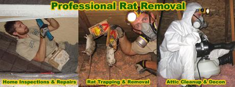 Rat Prevention Rat Prevention