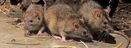 Rat Infestation Fact Sheet Rat Infestation Fact Sheet