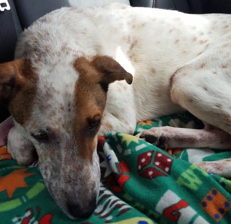 Pet-Friendly Road trip to Ashland and Medford 2016-03-10 11.50.31