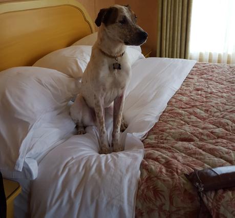 Pet-Friendly Road trip to Ashland and Medford ashland springs hotel