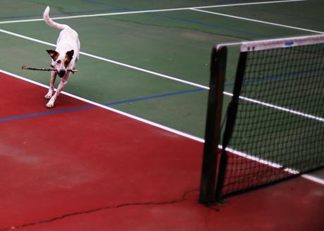 Pet-Friendly Road trip to Ashland and Medford stanley loves tennis