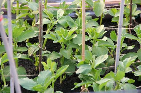 autumn sow broad beans