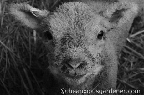 New Born Lambs (2)