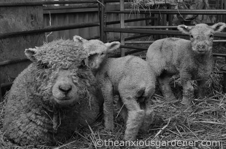 New Born Lambs (7)