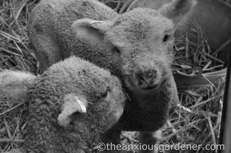 New Born Lambs (3)