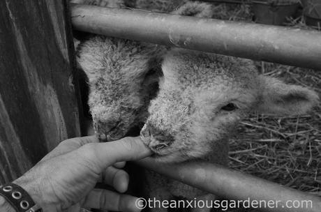 New Born Lambs (4)