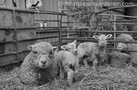 New Born Lambs (6)