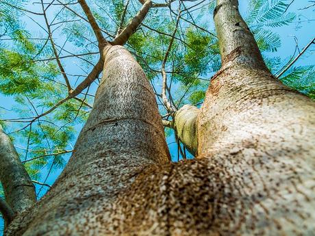 15+ Phenomenal Ways To Stop Deforestation and Protect Our Planet log-tree-bark-aesthetic