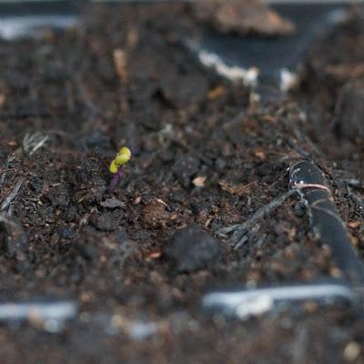 seedlings ~ growourown.blogspot.com ~ an allotment blog